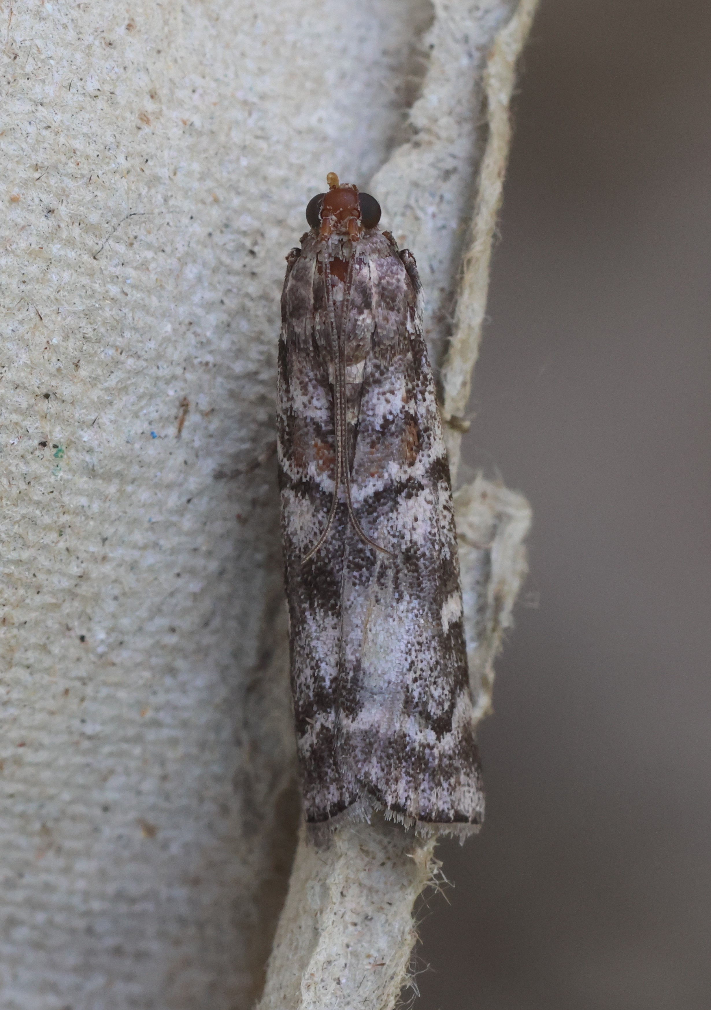 Photo of Dark Pine Knot-horn (Dioryctria abietella)